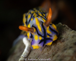 Hypselodoris nudibranch _May 2026
(CanonRF100, 1/200,f16... by Antonio Venturelli 